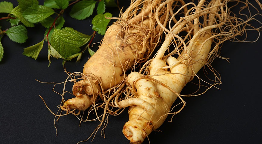 Żeń-szeń koreański, indyjski i syberyjski - czym się różnią i jaki wybrać?