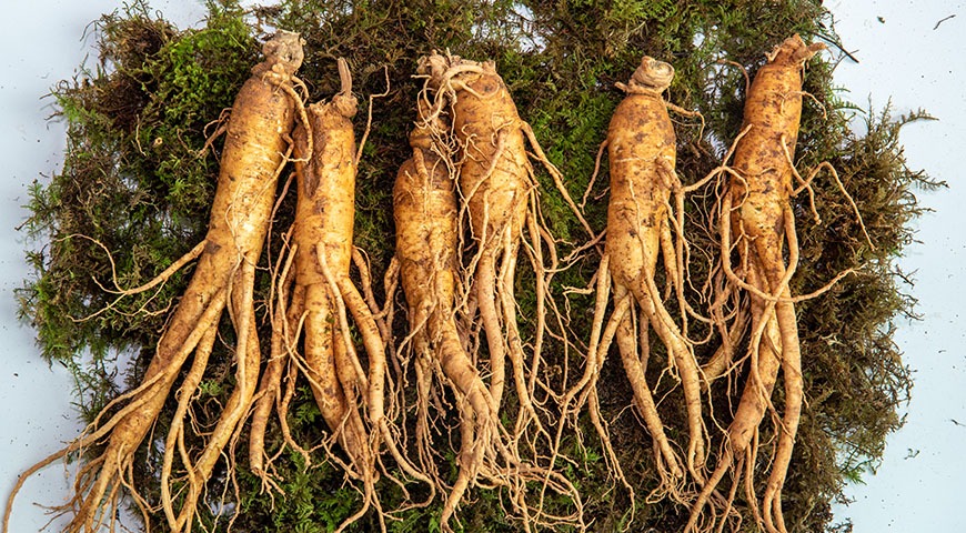 Ginsenozydy - czym są, jak  mogą wspierać organizm oraz ich źródła